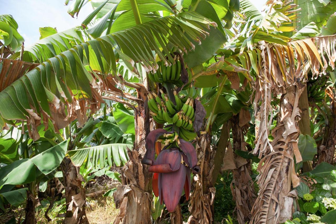 ポンタ・デルガダ Quinta Do Picoヴィラ エクステリア 写真